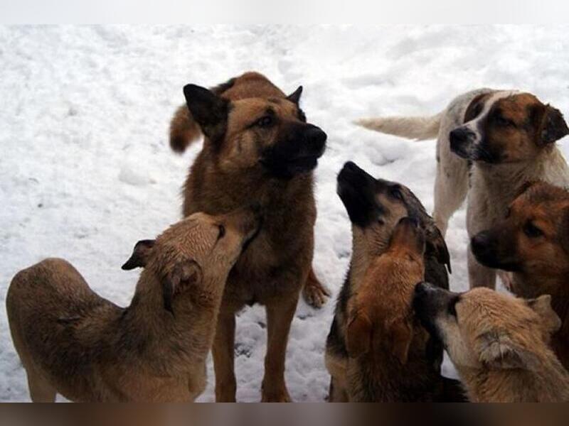 В Улан-Удэ произошло массовое нападение собак на людей