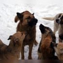 В Улан-Удэ произошло массовое нападение собак на людей