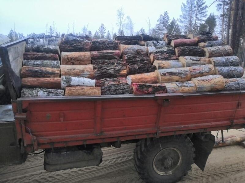Двум жителям пригорода Читы грозит до семи лет за заготовку дров